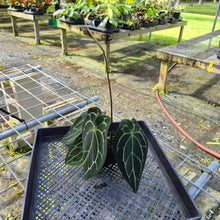 Load image into Gallery viewer, Anthurium Besseae AFF x Forgettii White Stripe, Exact Plant
