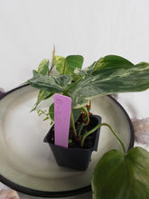 Load image into Gallery viewer, Philodendron Hederaceum, Heart Leaf, Exact Plant Variegated
