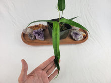Load image into Gallery viewer, Anthurium Polydactylum, Exact Plant
