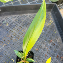 Load image into Gallery viewer, Philodendron Caramel Marble, Exact Plant Variegated Ships Nationwide
