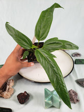 Load image into Gallery viewer, Anthurium Spectabile 4" pot, Fedex 2day*
