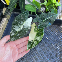 Load image into Gallery viewer, Alocasia Frydek, Exact Plant Variegated Ships Nationwide
