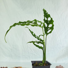 Load image into Gallery viewer, Monstera Obliqua Peru, Exact Plant
