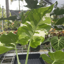 Load image into Gallery viewer, Alocasia Odora, Okinawa Silver Variegated exact plant, Fedex 2day*
