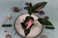 Load image into Gallery viewer, Variegated Philodendron Pink Princess, exact plant, ships nationwide
