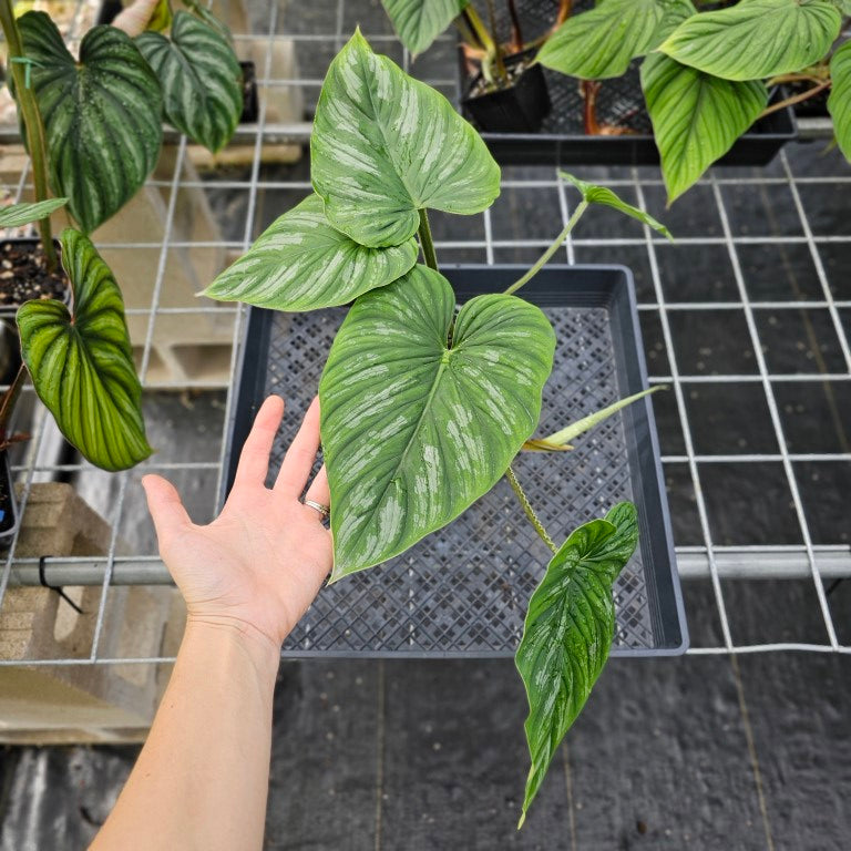 Philodendron Mamei, Exact Plant Ships Nationwide