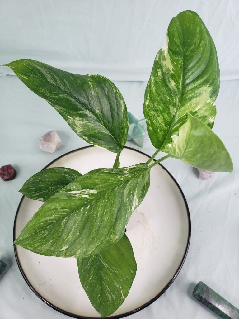 Lechleriana, exact plant, variegated Monstera, ships nationwide