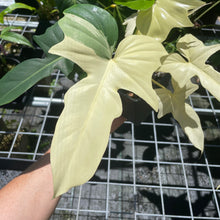 Load image into Gallery viewer, Philodendron Golden Dragon, Exact Plant Variegated
