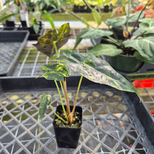 Load image into Gallery viewer, Alocasia Sanderiana Bull Aurea, Exact Plant Variegated
