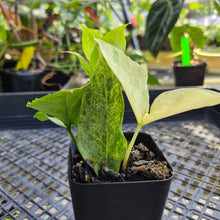 Load image into Gallery viewer, Zamioculcas Zamiifolia Wild Form ZZ, Exact Plant Variegated Ships Nationwide
