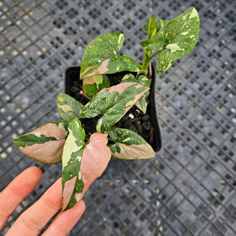 Syngonium Red Spot Tricolor, Exact Plant Variegated multi pot Ships Nationwide