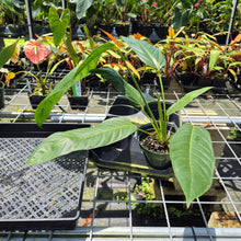Load image into Gallery viewer, Anthurium Spectabile Wide Form exact plant, Fedex 2day*
