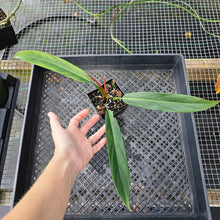 Load image into Gallery viewer, Philodendron Bicolor, Exact Plant Ships Nationwide
