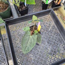 Load image into Gallery viewer, Anthurium Ace Of Spades X Papillilaminum, Exact Plant Ships Nationwide
