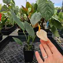 Load image into Gallery viewer, Anthurium Scherzerianum &quot;Pig Tail&quot;, Exact Plant Ships Nationwide
