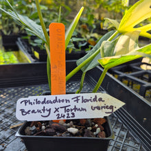 Load image into Gallery viewer, Philodendron Florida Beauty X Tortum, Exact Plant Variegated
