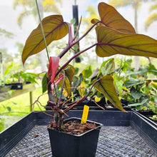 Load image into Gallery viewer, Philodendron Dark Lord, Exact Plant Ships Nationwide
