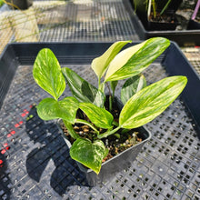 Load image into Gallery viewer, Monstera Standleyana Aurea, Exact Plant Variegated Multi pot of 4+ Ships Nationwide
