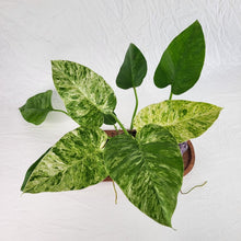 Load image into Gallery viewer, Philodendron Giganteum, Exact Plant Variegated Ships Nationwide

