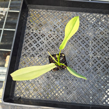 Load image into Gallery viewer, Philodendron Joepii Variegated, Exact Plant Ships Nationwide
