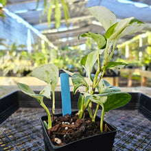 Load image into Gallery viewer, Pothos Manjula, Exact Plant variegated 4&quot; Ships Nationwide
