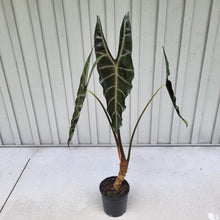 Load image into Gallery viewer, Alocasia Longiloba, Denudata, Exact Plant X-Large
