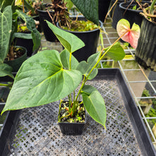 Load image into Gallery viewer, Anthurium Speckled Butterfly Shibori AFF Variegated exact plant, Fedex 2day*

