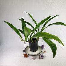 Load image into Gallery viewer, Monstera Lechleriana , Exact Plant Variegated triple top plant pot
