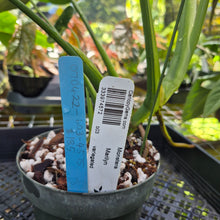 Load image into Gallery viewer, Monstera marilyn variegated, Exact Plant Ships Nationwide.
