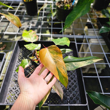 Load image into Gallery viewer, Philodendron Strawberry Shake, Exact Plant Variegated
