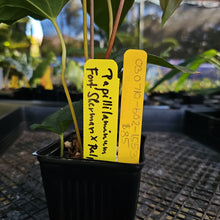 Load image into Gallery viewer, Anthurium Papillilaminum Fort Sherman X ( FS X Ralph Lynam), Ships Nationwide
