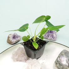 Load image into Gallery viewer, Anthurium Angamarcanum 2.5&quot; starter pot, ships nationwide
