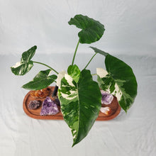 Load image into Gallery viewer, Alocasia Odora, Okinawa Silver, Exact Plant Variegated Ships Nationwide
