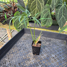 Load image into Gallery viewer, Philodendron Polypodoides, Exact Plant Ships Nationwide
