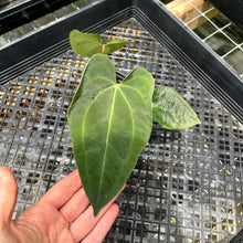 Load image into Gallery viewer, Anthurium Ace Of Spades X Papillilaminum, Exact Plant Ships Nationwide
