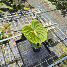Load image into Gallery viewer, Anthurium Midori Green, Exact Plant
