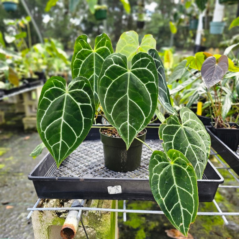 Anthurium Crystallinum, Exact Plant Multi top plant