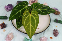 Load image into Gallery viewer, Anthurium Magnificum x Crystallinum Exact Plant Ships nationwide
