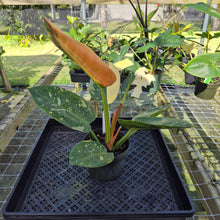 Load image into Gallery viewer, Philodendron Green Congo Nuclear, Exact Plant Variegated
