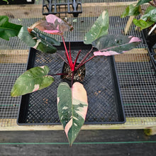 Load image into Gallery viewer, Philodendron Pink Princess Galaxy, Exact Plant Variegated Ships Nationwide
