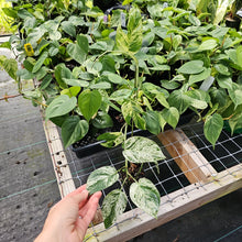 Load image into Gallery viewer, Epipremnum Pinnatum Marble, Exact Plant Variegated Ships Nationwide
