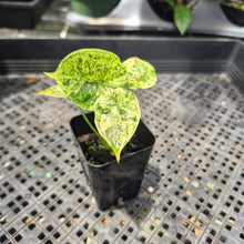 Load image into Gallery viewer, Alocasia Dragon Scale Mint variegated 2.5" pot, Fedex 2day*
