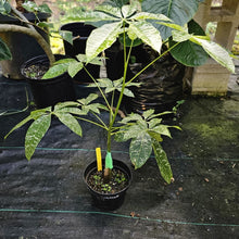 Load image into Gallery viewer, Pachira Aquatica Money Tree, Exact Plant Variegated grafted
