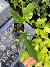 Load image into Gallery viewer, Philodendron Florida Beauty x Tortum green 2.5" pot, Fedex 2day*
