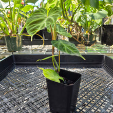 Load image into Gallery viewer, Philodendron Verrucosum, Exact Plant Ships Nationwide
