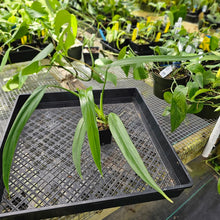 Load image into Gallery viewer, Philodendron Holtonianum, Exact Plant Ships Nationwide

