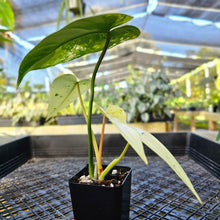 Load image into Gallery viewer, Philodendron Ilsemanii, Exact Plant Variegated 2.5&quot; Ships Nationwide
