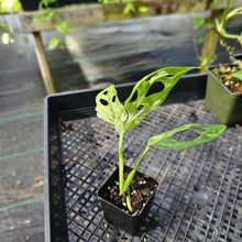 Load image into Gallery viewer, Monstera Adansonii Mint &quot;Indonesia&quot;, Exact Plant Variegated Ships Nationwide
