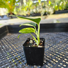 Load image into Gallery viewer, Monstera Standleyana Aurea, Exact Plant Variegated Ships Nationwide
