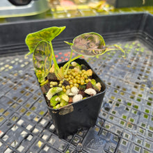 Load image into Gallery viewer, Alocasia Azlanii Aurea variegated , Exact Plant Ships Nationwide
